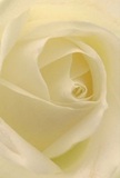 An extreme close-up of a single cream-white rose fills the frame, its petals spiralling inward like a quiet vortex of light. The focus is entirely on the heart of the bloom, so you see no stem or foliage, only layers of ivory and soft vanilla tones folding over one another in a gentle swirl. Each petal appears velvety and slightly matte, with a creamy texture that suggests silk brushed lightly by fingertips. Along the outer edges, the petals thin to a near-translucent white, catching the soft, diffused light as if the rose were glowing from within on a calm Pinner morning. Subtle shadows gather in the deeper folds, creating a hypnotic depth that draws the eye toward the centre, where the spiral tightens into a calm, ordered core. The mood is one of serenity and quiet dignity, the sort of flower you might choose to bring comfort after a loss or to mark a moment of reflection. There is no bright colour or clutter, only this single, flawless rose expressing sympathy, remembrance, or gentle admiration. Imagining it in a hand-tied bouquet delivered to a quiet home near Pinner Memorial Park or a small chapel off Bridge Street, you can almost sense the faint, clean fragrance-soft, powdery, and respectful. Every curve feels intentional, as though shaped by both nature and the trained touch of a local florist, capturing the tenderness behind choosing a single pale rose to say what words sometimes cannot.
